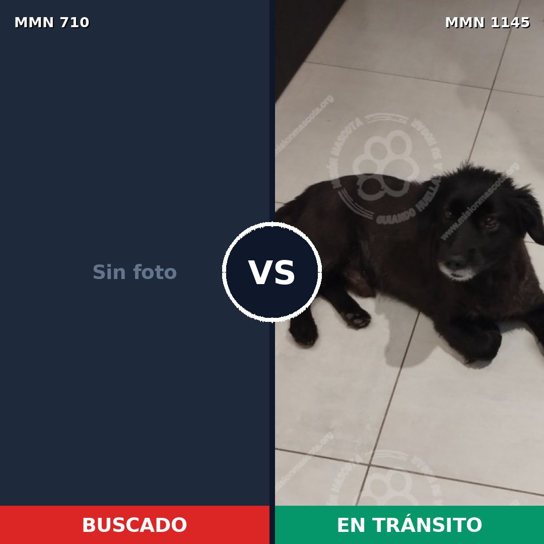 Comparativa MMS 19957: mascota perdida y mascota encontrada, 51% de similitud