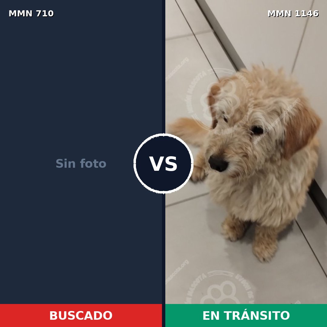 Comparativa MMS 19958: mascota perdida y mascota encontrada, 49% de similitud