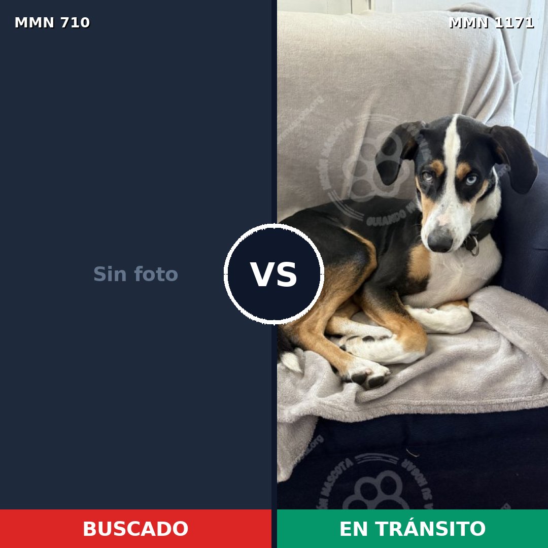 Comparativa MMS 19959: mascota perdida y mascota encontrada, 50% de similitud
