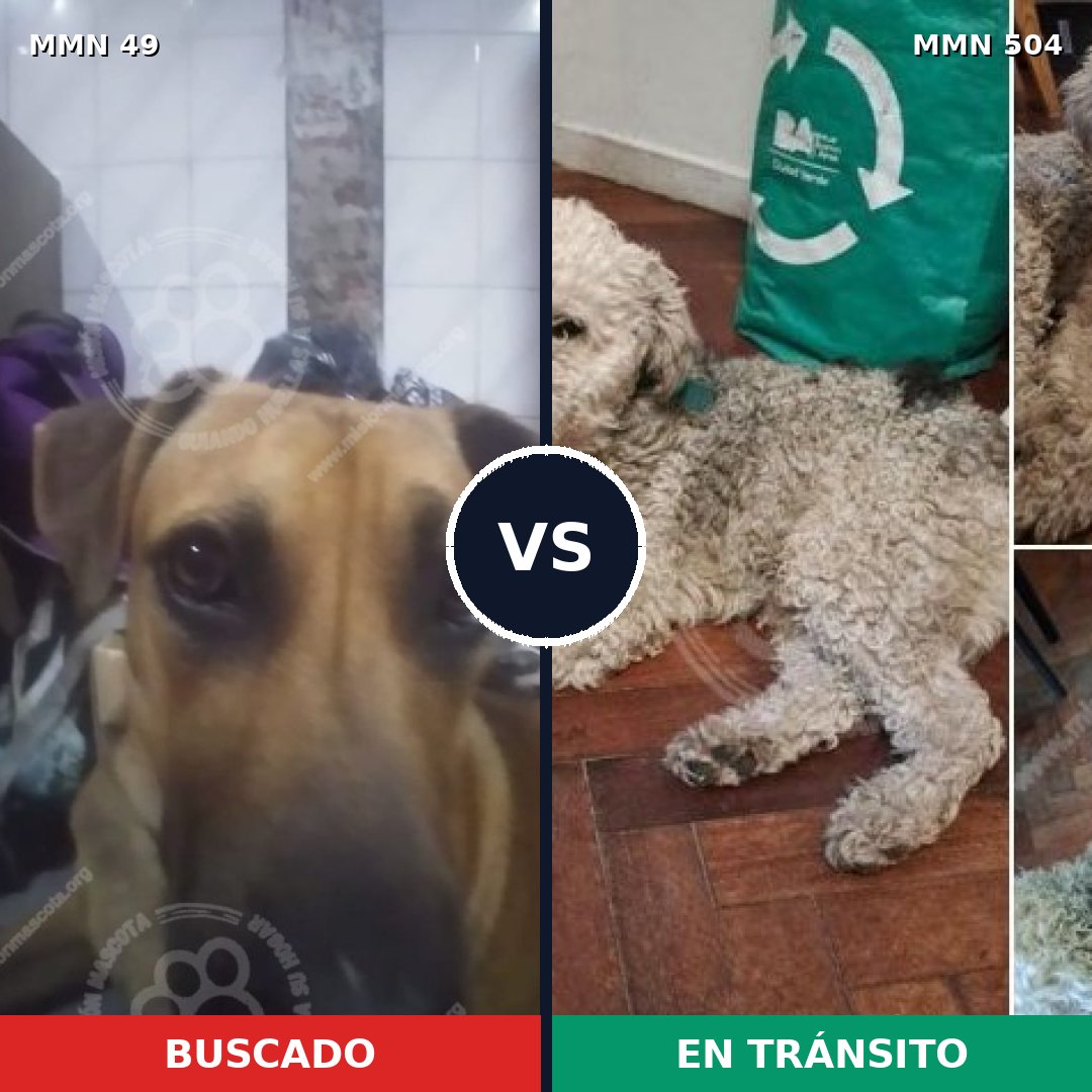 Comparativa MMS 1996: mascota perdida y mascota encontrada, 26% de similitud
