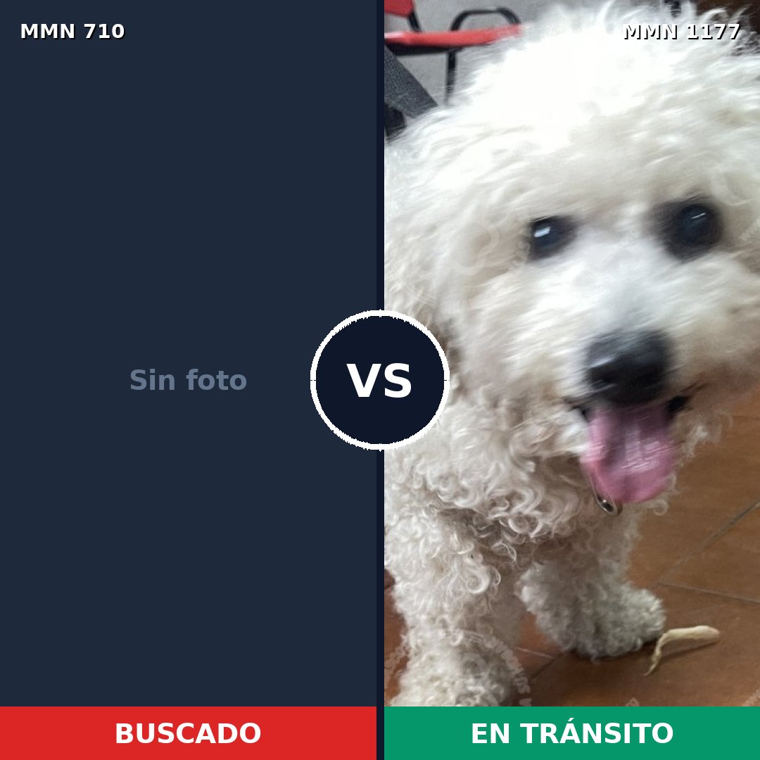 Comparativa MMS 19960: mascota perdida y mascota encontrada, 66% de similitud