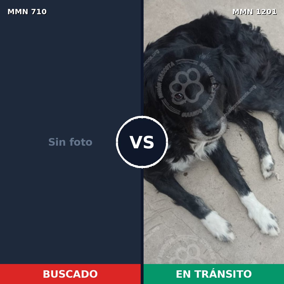 Comparativa MMS 19962: mascota perdida y mascota encontrada, 42% de similitud