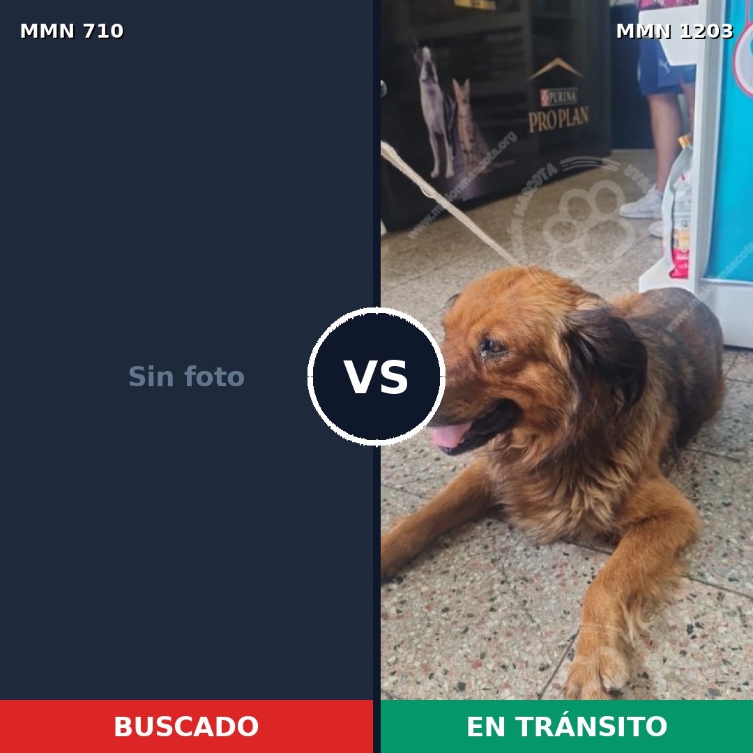 Comparativa MMS 19963: mascota perdida y mascota encontrada, 49% de similitud