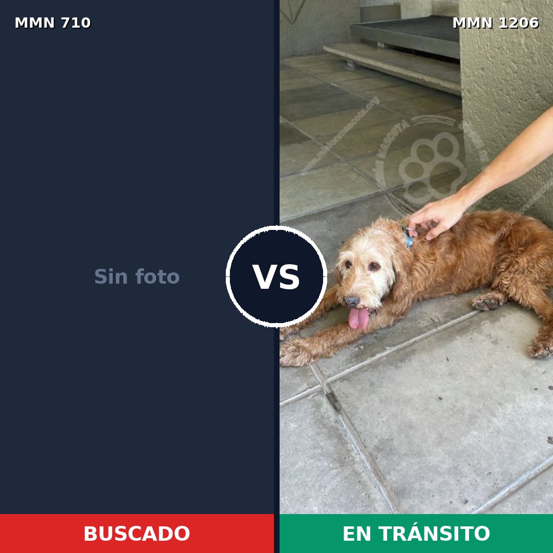 Comparativa MMS 19964: mascota perdida y mascota encontrada, 43% de similitud