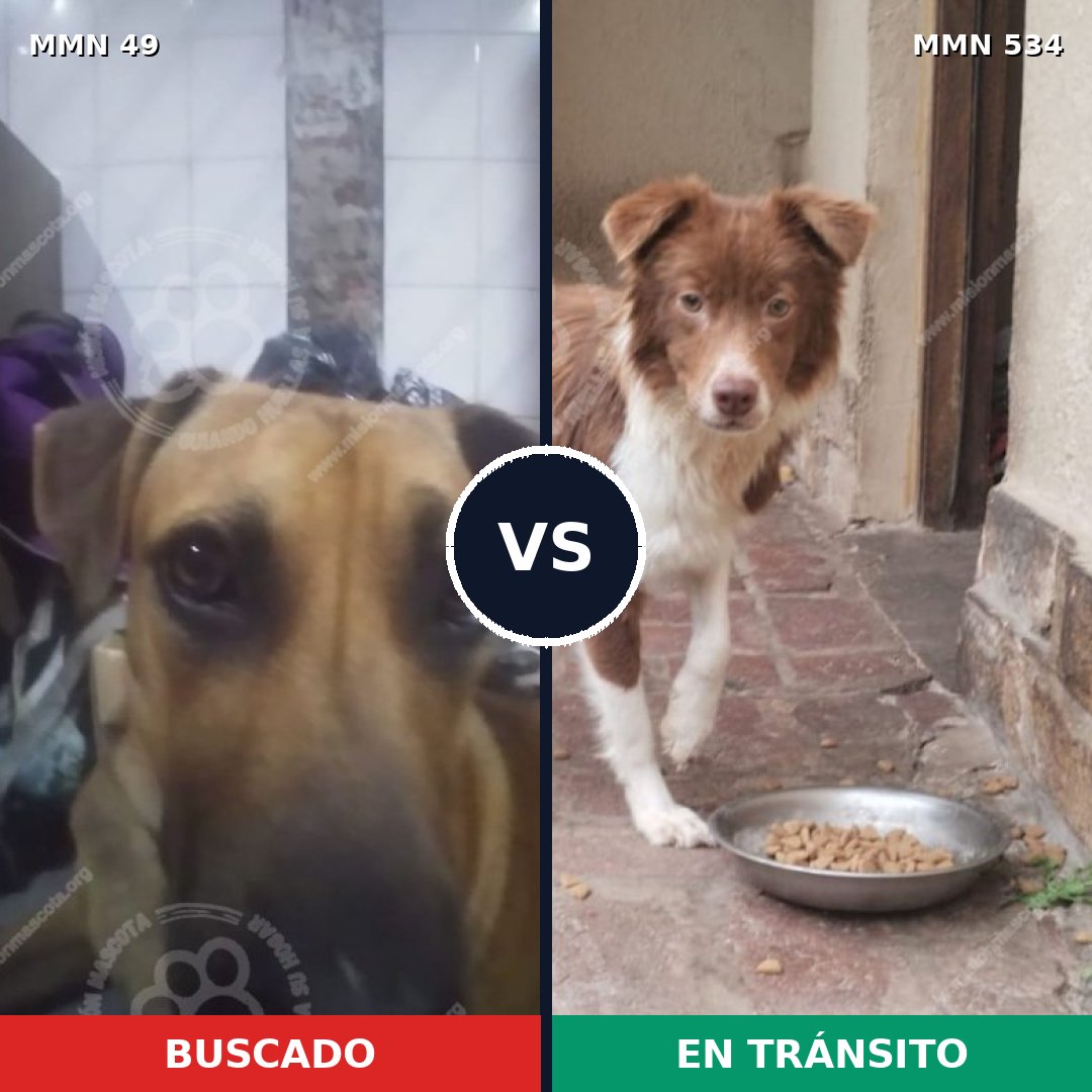 Comparativa MMS 1998: mascota perdida y mascota encontrada, 59% de similitud