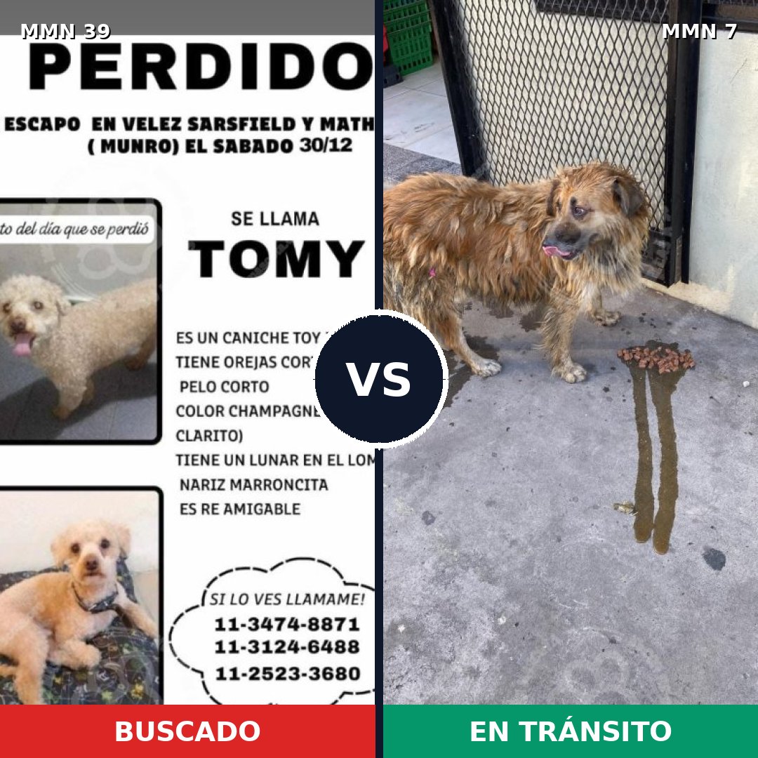 Comparativa MMS 2: mascota perdida y mascota encontrada, 15% de similitud