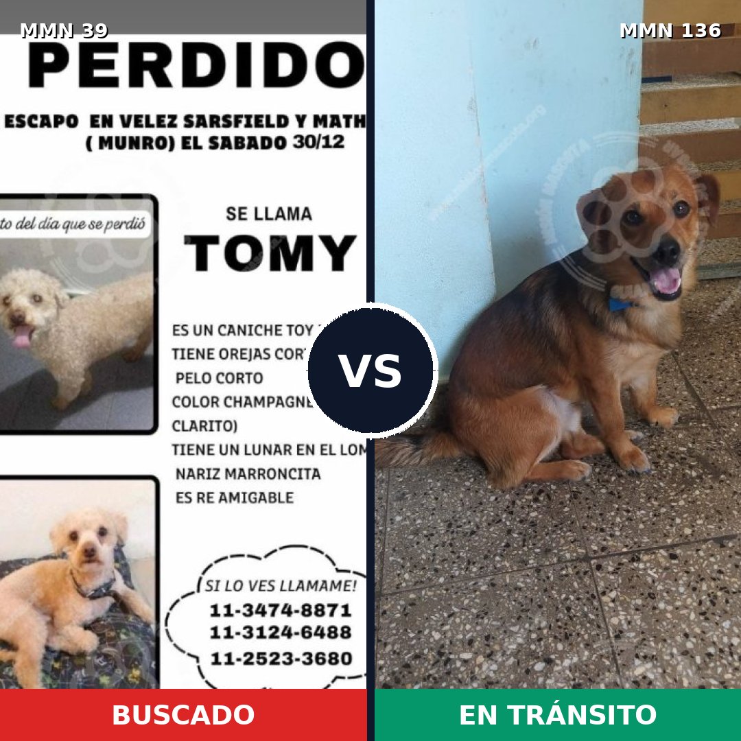 Comparativa MMS 20: mascota perdida y mascota encontrada, 16% de similitud