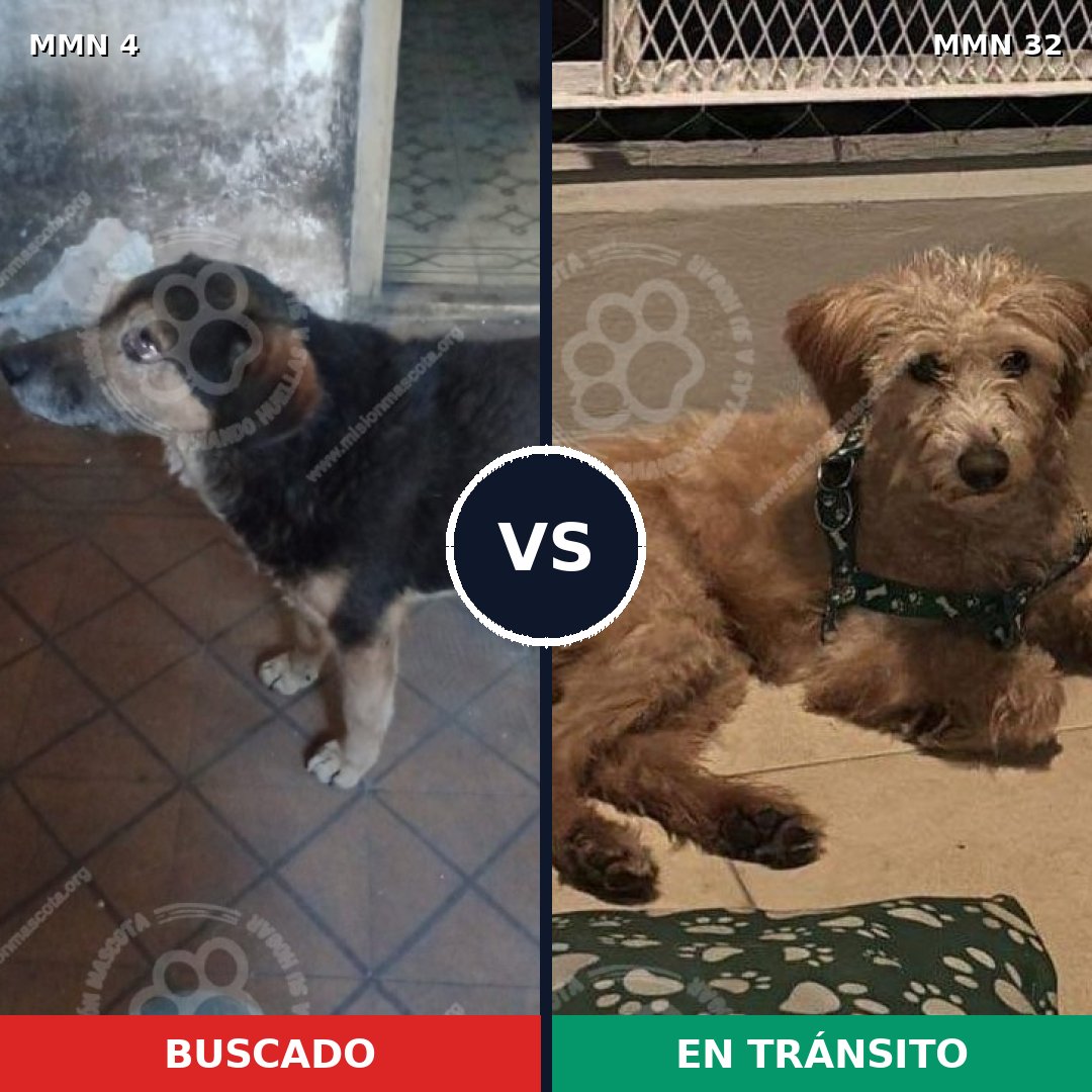 Comparativa MMS 200: mascota perdida y mascota encontrada, 81% de similitud