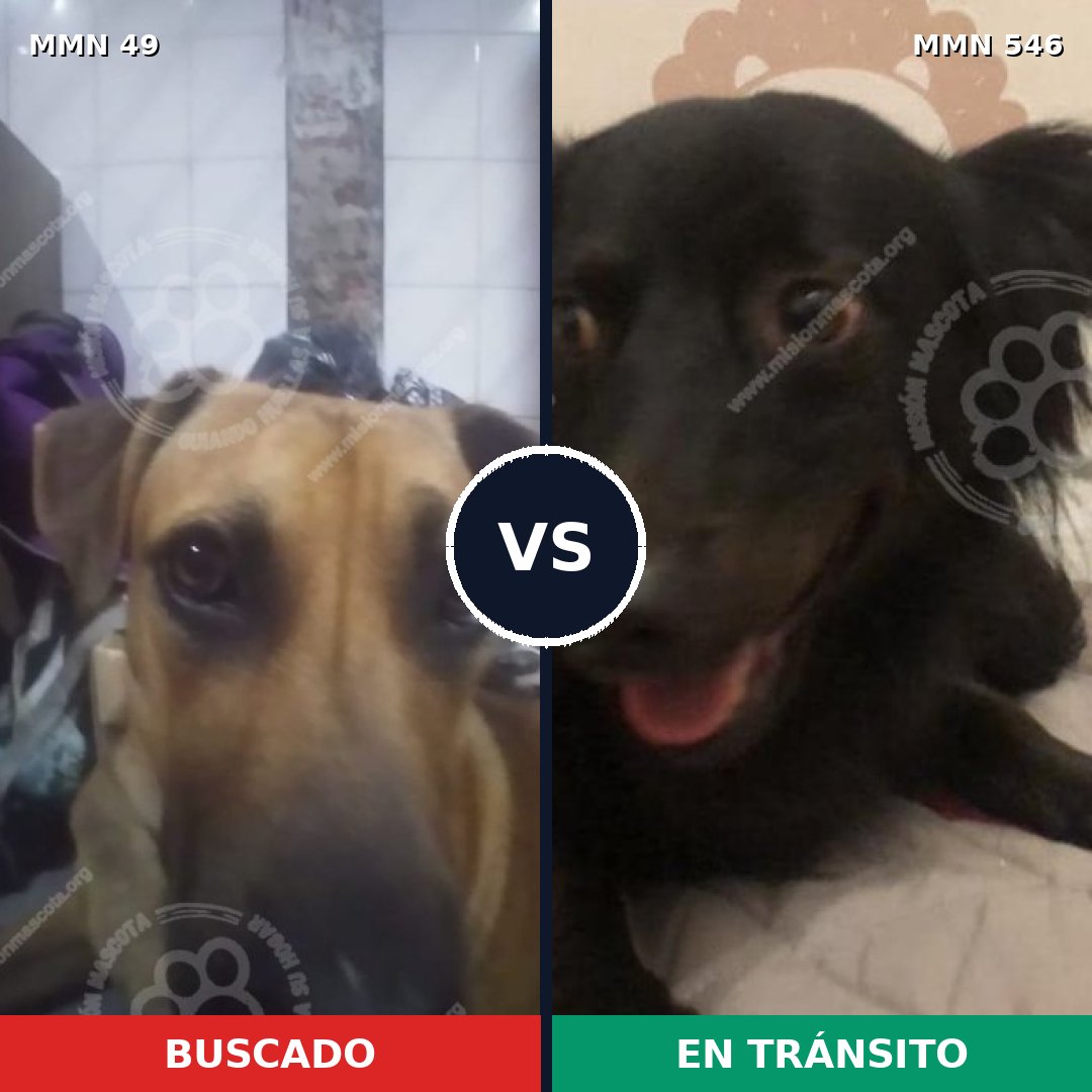 Comparativa MMS 2000: mascota perdida y mascota encontrada, 45% de similitud