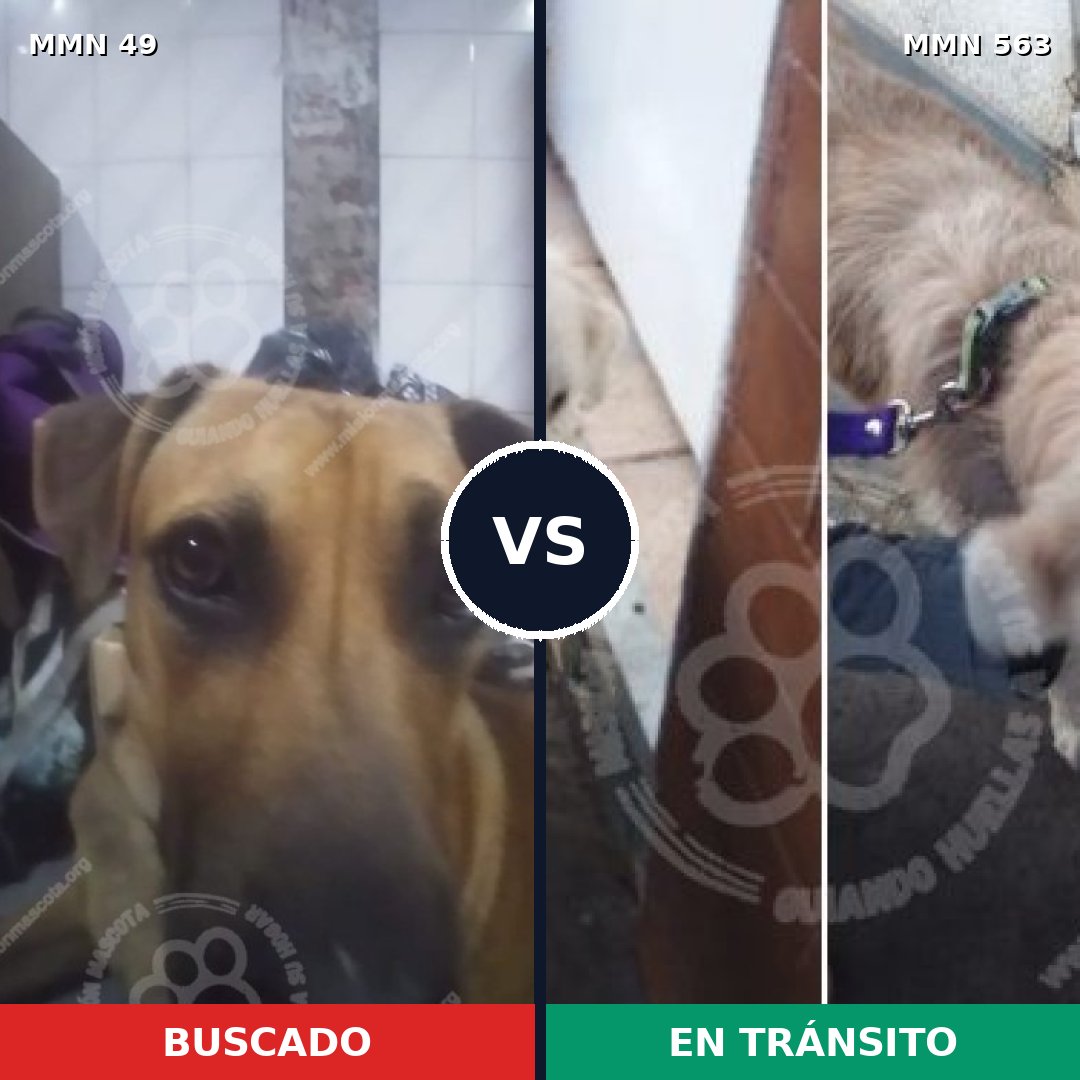 Comparativa MMS 2001: mascota perdida y mascota encontrada, 26% de similitud