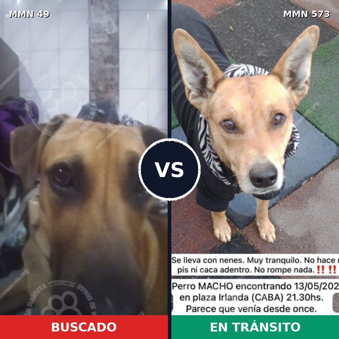 Comparativa MMS 2002: mascota perdida y mascota encontrada, 59% de similitud