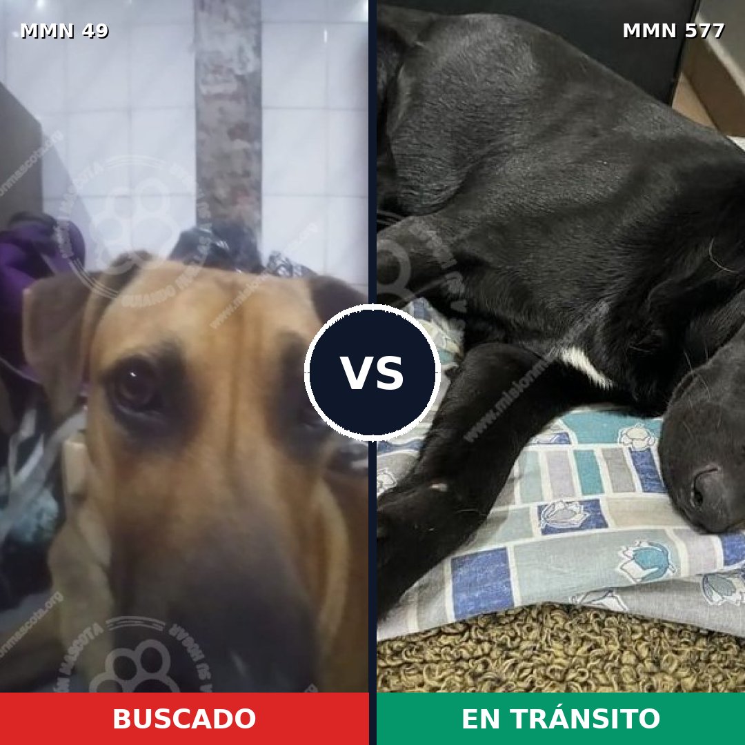 Comparativa MMS 2003: mascota perdida y mascota encontrada, 57% de similitud