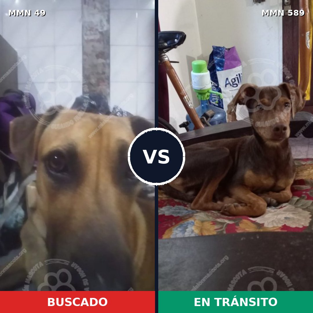 Comparativa MMS 2005: mascota perdida y mascota encontrada, 46% de similitud