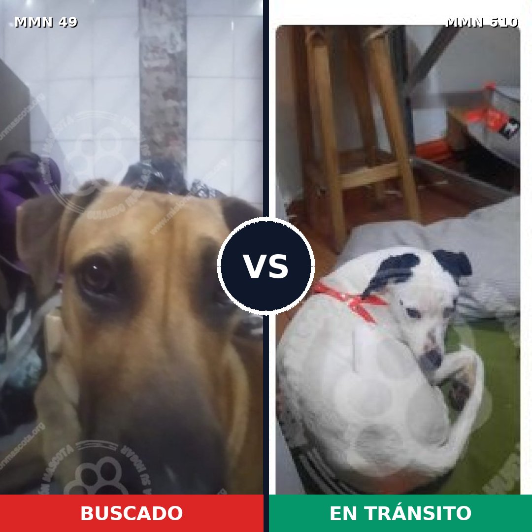 Comparativa MMS 2006: mascota perdida y mascota encontrada, 59% de similitud