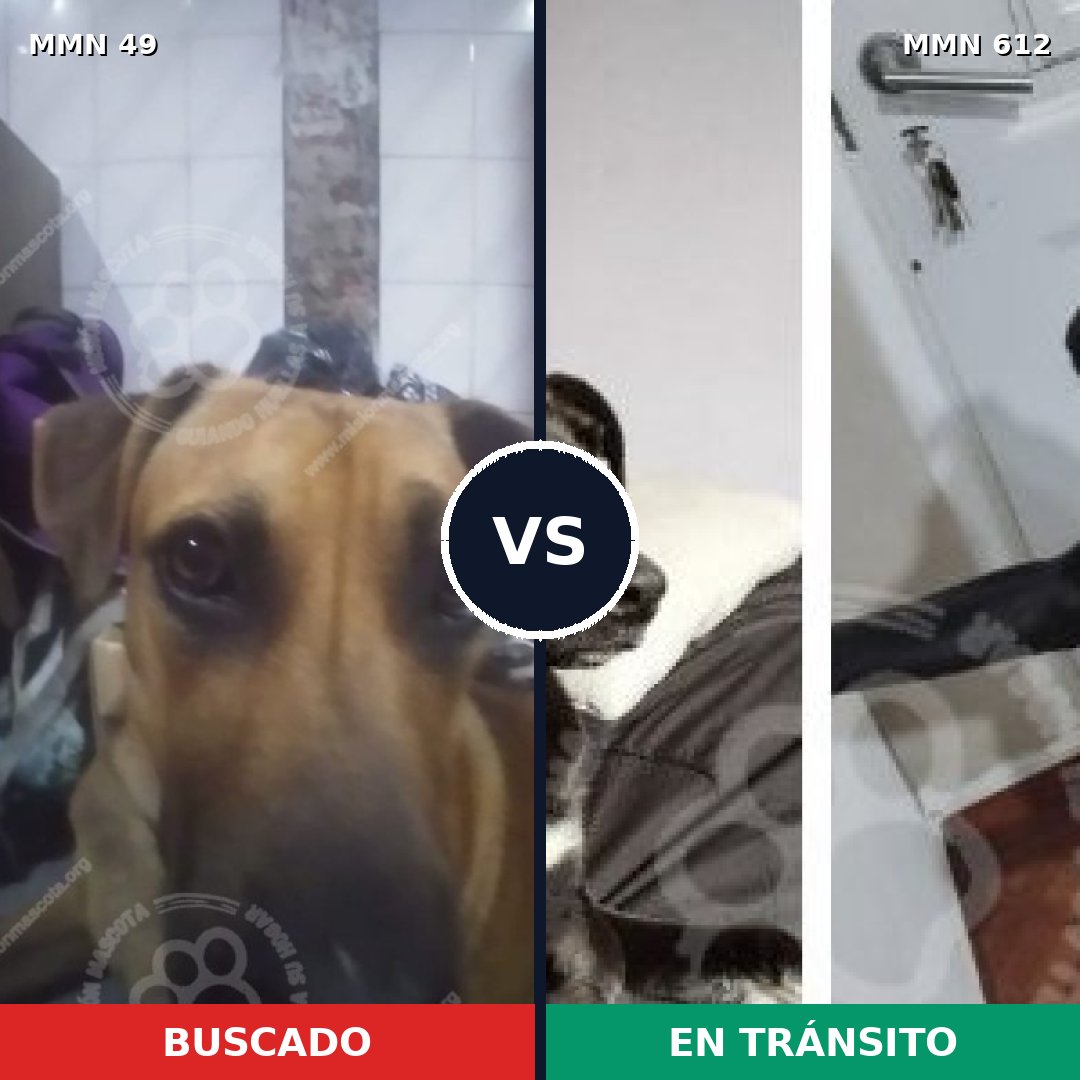 Comparativa MMS 2007: mascota perdida y mascota encontrada, 57% de similitud