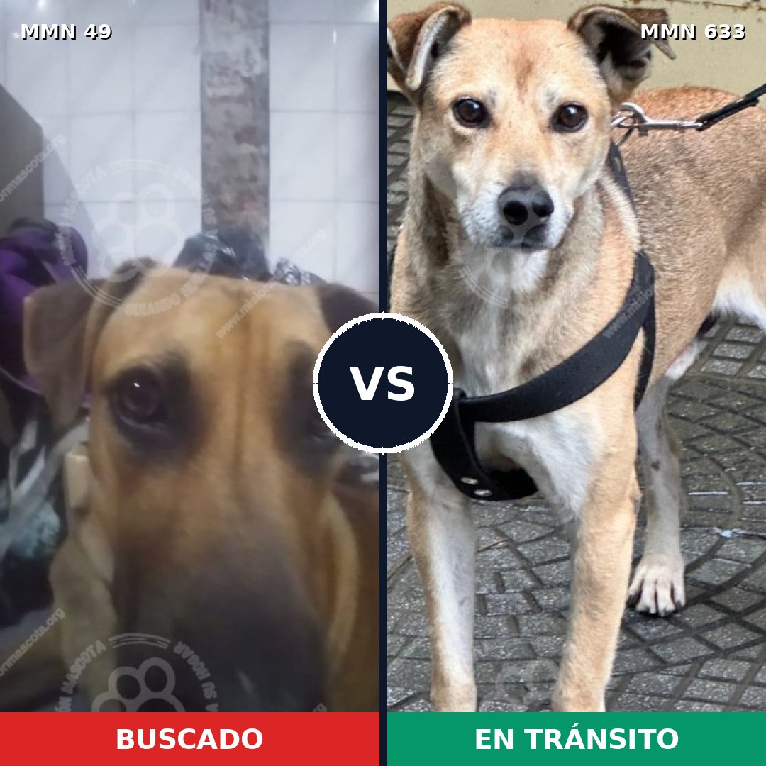 Comparativa MMS 2008: mascota perdida y mascota encontrada, 61% de similitud