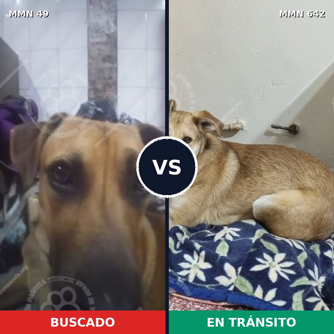 Comparativa MMS 2009: mascota perdida y mascota encontrada, 69% de similitud
