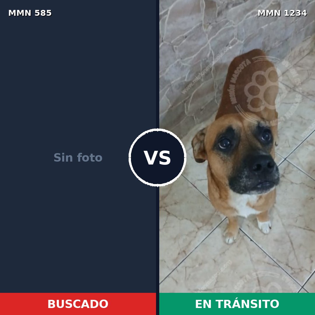 Comparativa MMS 20091: mascota perdida y mascota encontrada, 40% de similitud