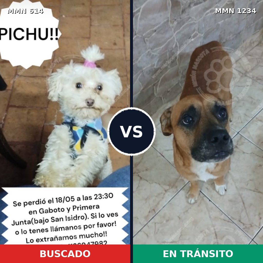 Comparativa MMS 20093: mascota perdida y mascota encontrada, 26% de similitud