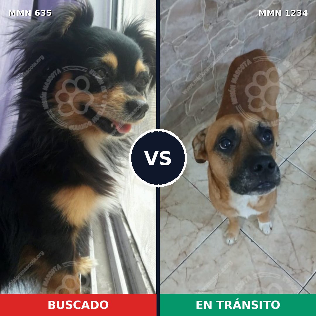 Comparativa MMS 20094: mascota perdida y mascota encontrada, 25% de similitud