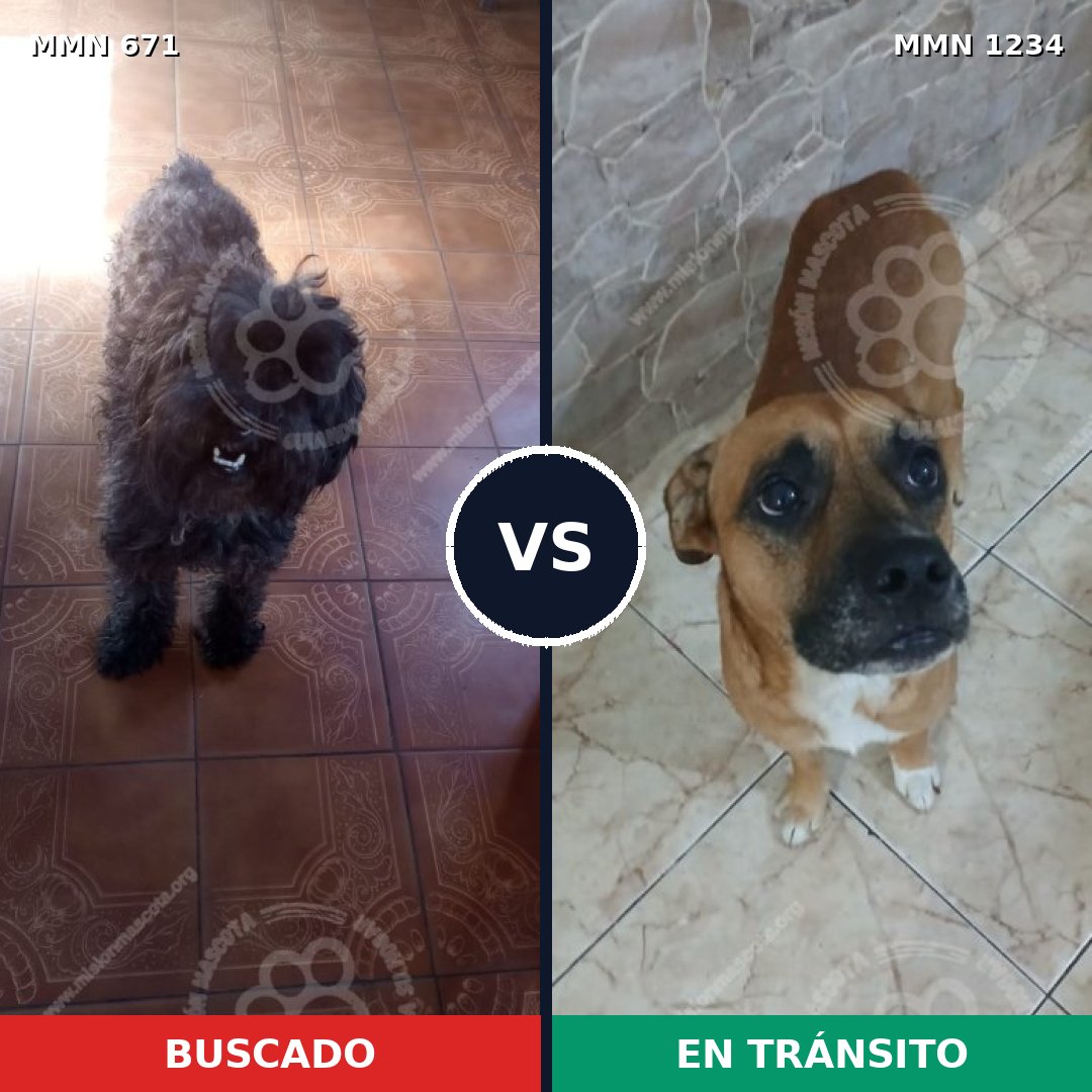 Comparativa MMS 20095: mascota perdida y mascota encontrada, 24% de similitud