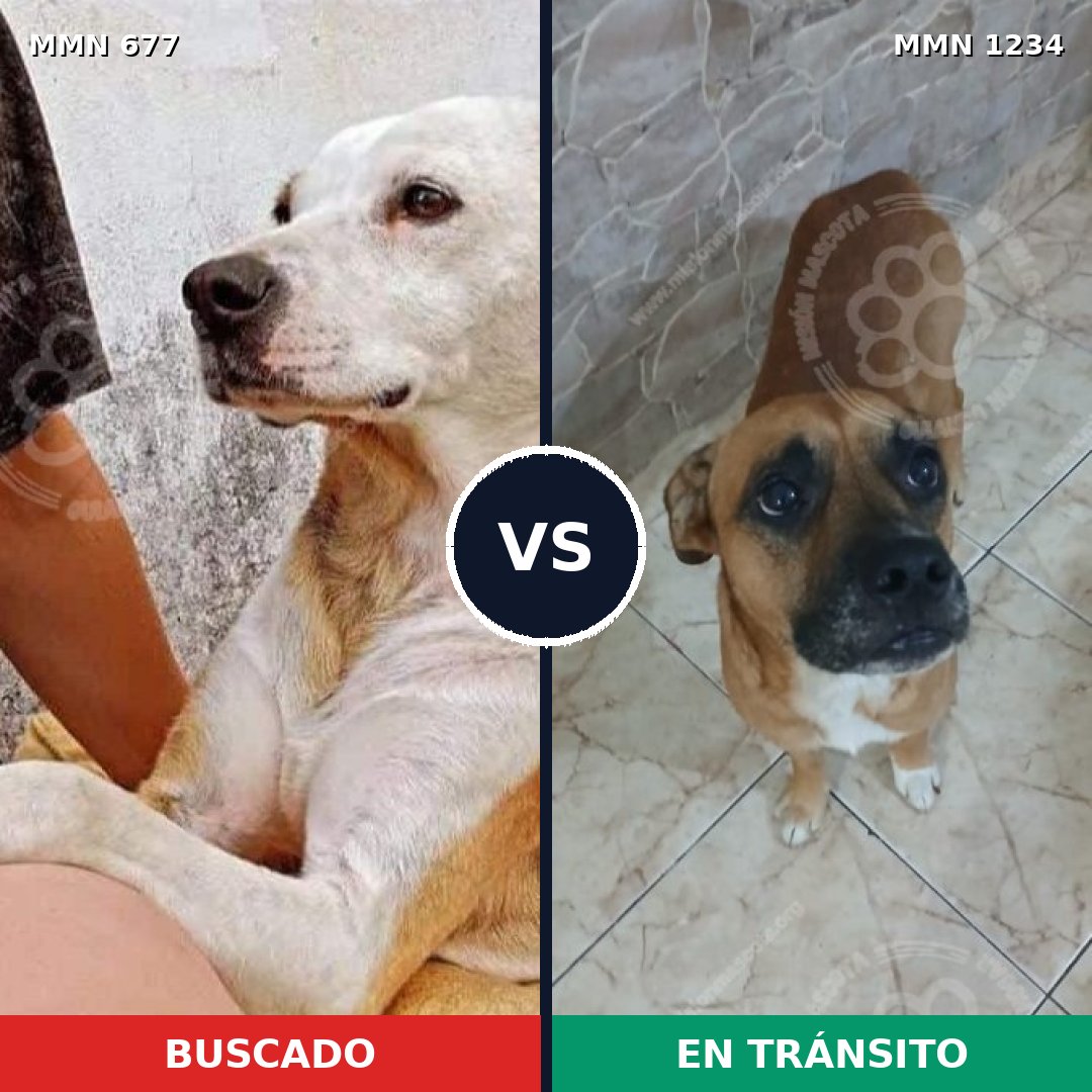 Comparativa MMS 20096: mascota perdida y mascota encontrada, 62% de similitud