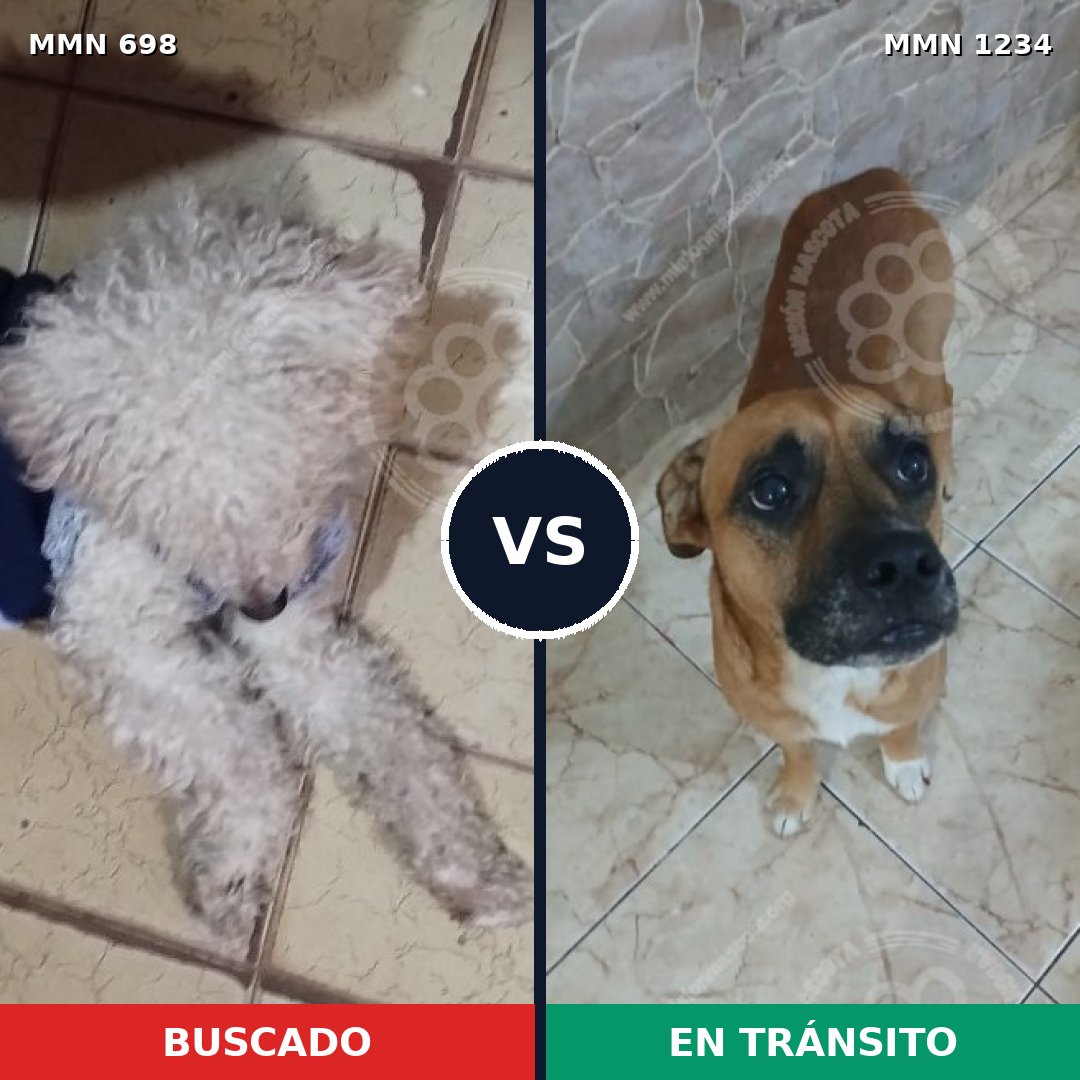 Comparativa MMS 20097: mascota perdida y mascota encontrada, 29% de similitud