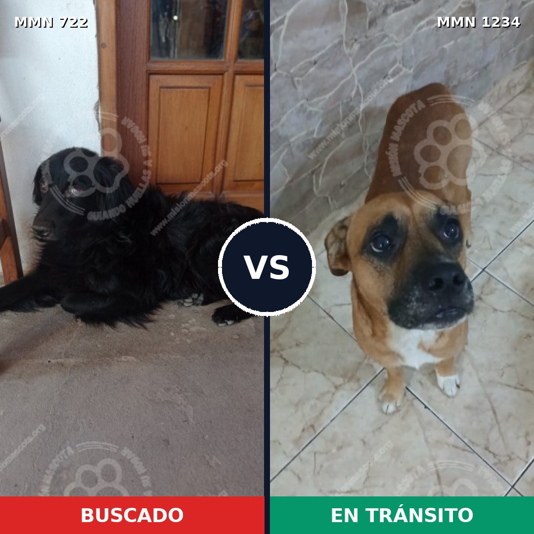 Comparativa MMS 20099: mascota perdida y mascota encontrada, 30% de similitud