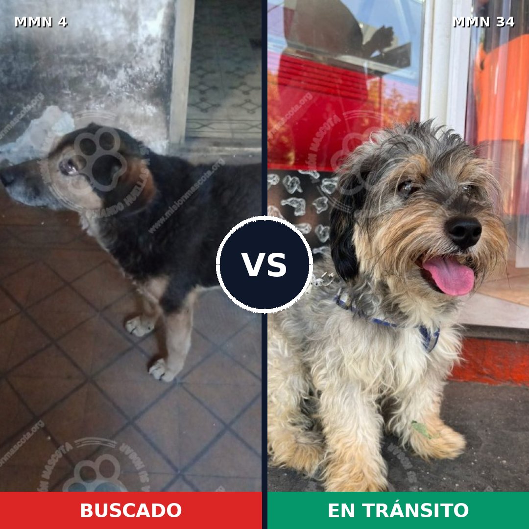 Comparativa MMS 201: mascota perdida y mascota encontrada, 67% de similitud