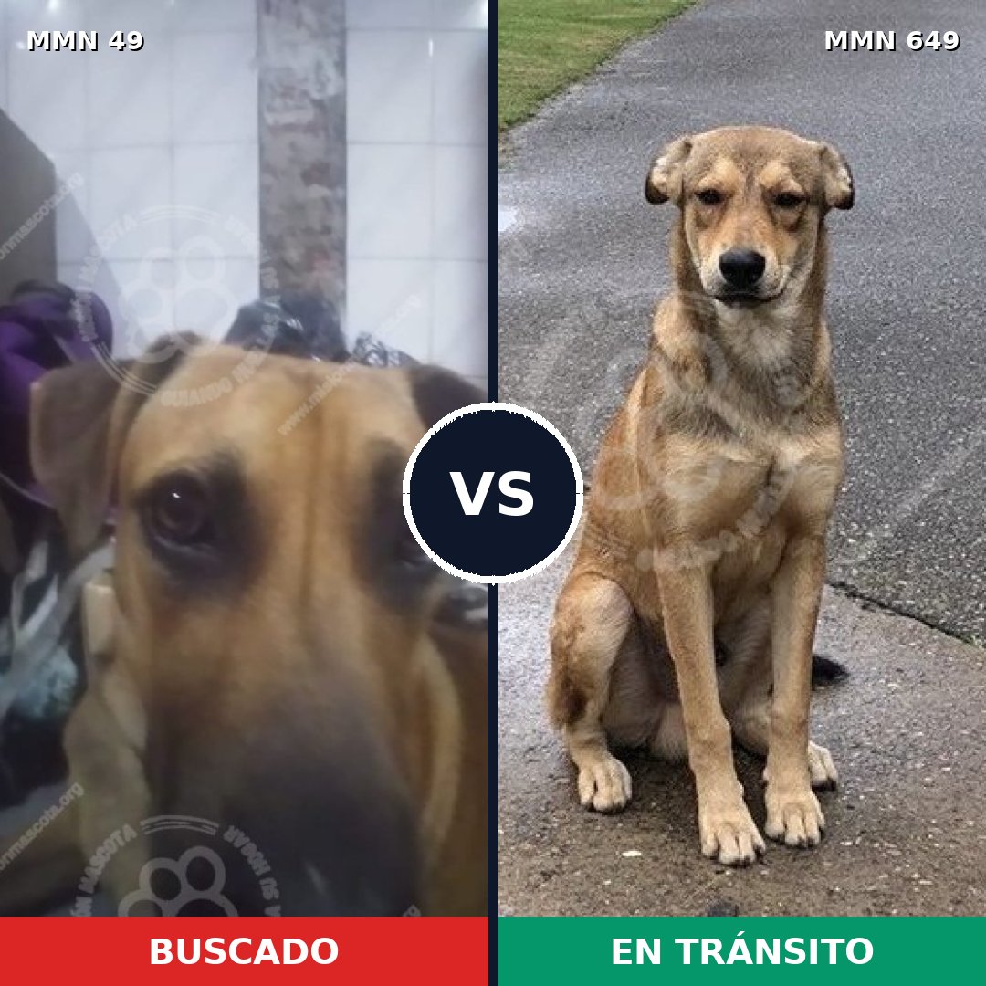 Comparativa MMS 2010: mascota perdida y mascota encontrada, 39% de similitud