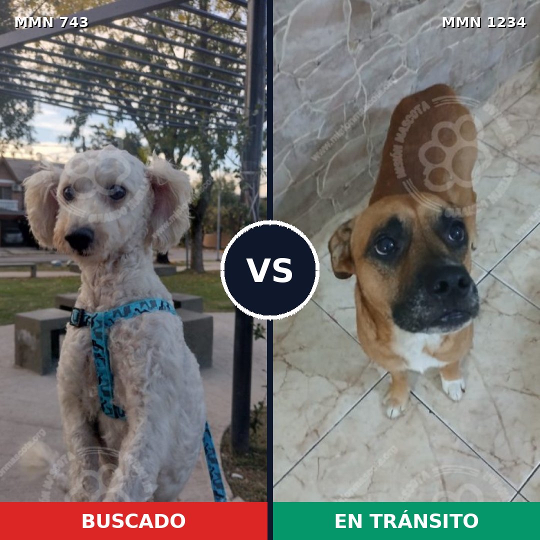 Comparativa MMS 20101: mascota perdida y mascota encontrada, 39% de similitud