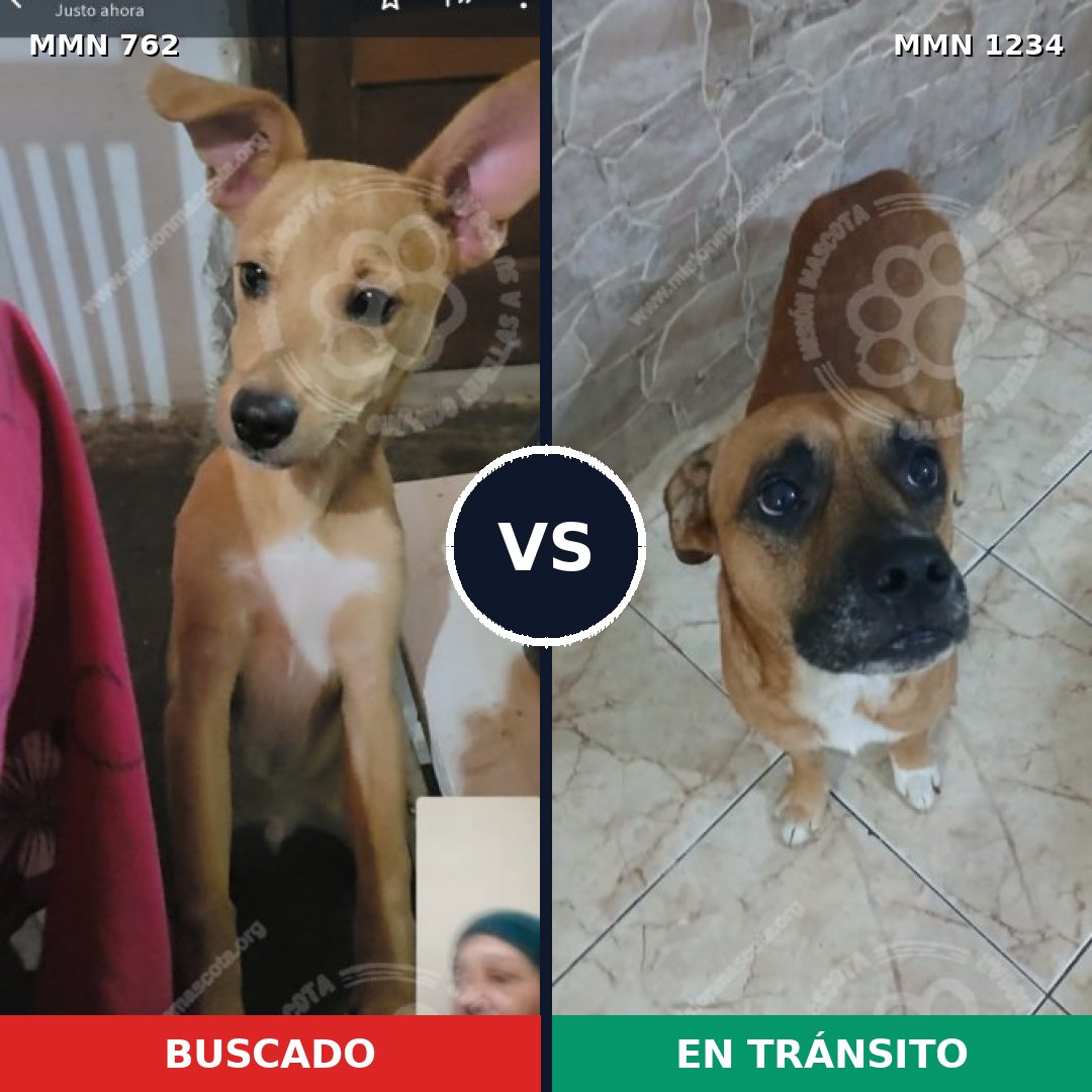 Comparativa MMS 20102: mascota perdida y mascota encontrada, 58% de similitud