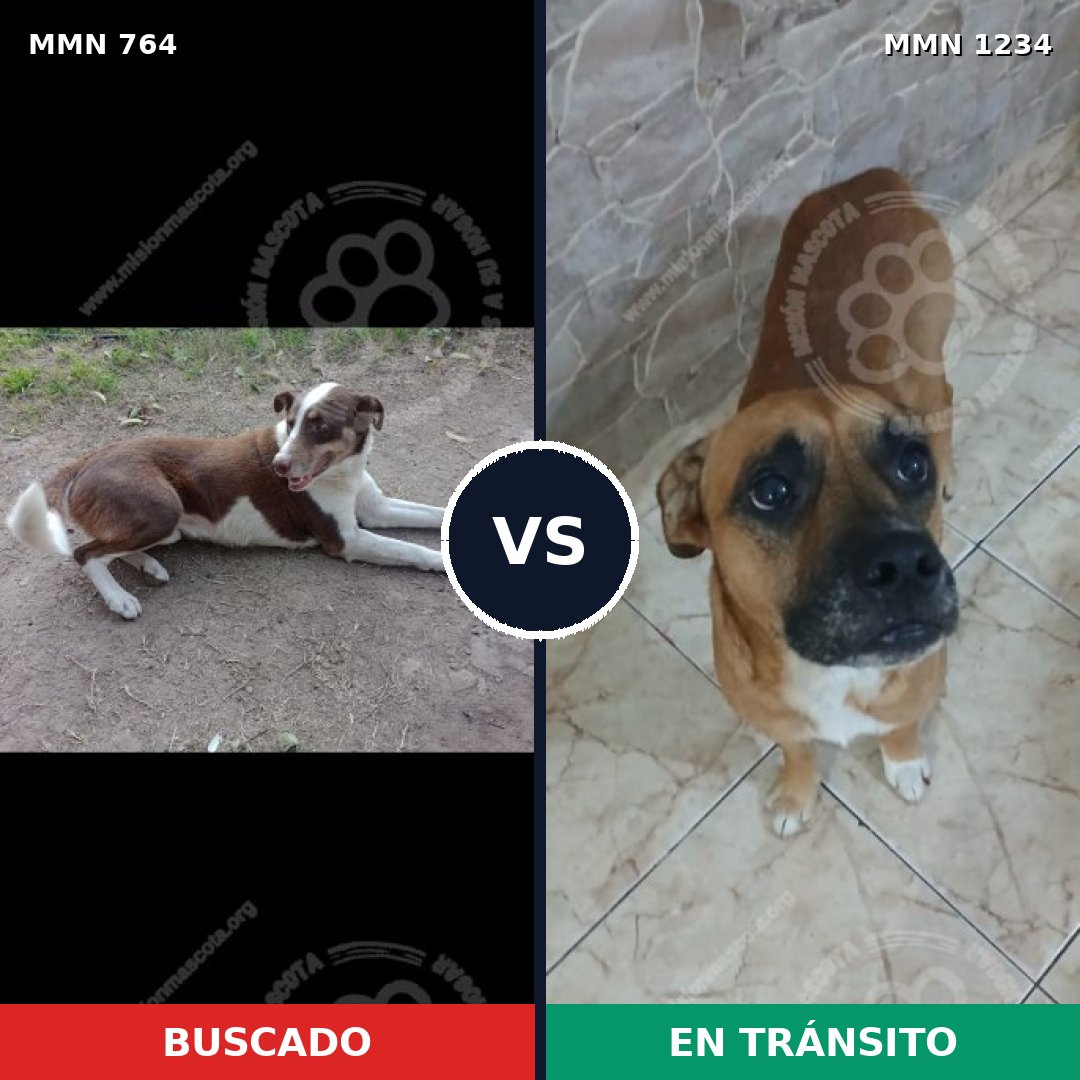 Comparativa MMS 20103: mascota perdida y mascota encontrada, 54% de similitud