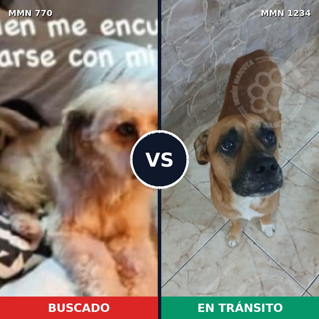 Comparativa MMS 20106: mascota perdida y mascota encontrada, 60% de similitud