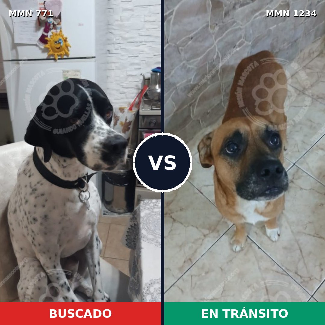 Comparativa MMS 20107: mascota perdida y mascota encontrada, 52% de similitud