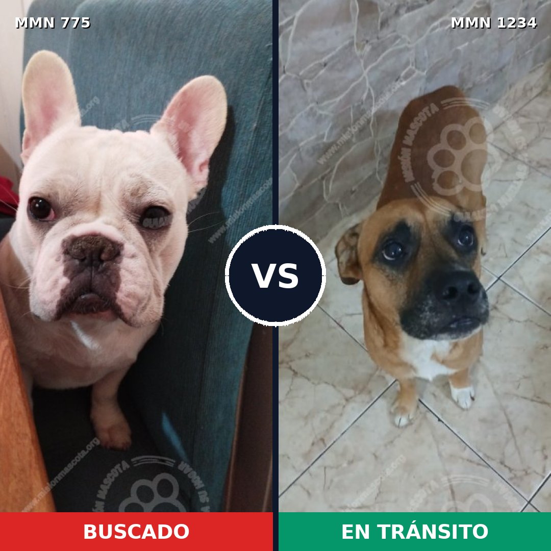 Comparativa MMS 20108: mascota perdida y mascota encontrada, 32% de similitud