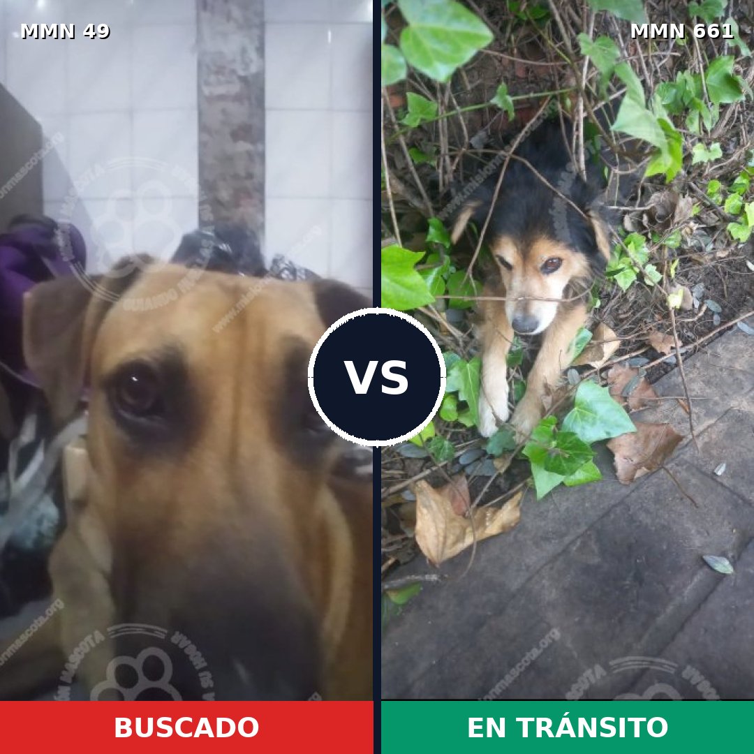 Comparativa MMS 2011: mascota perdida y mascota encontrada, 18% de similitud