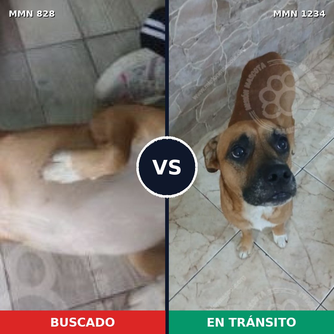Comparativa MMS 20114: mascota perdida y mascota encontrada, 63% de similitud