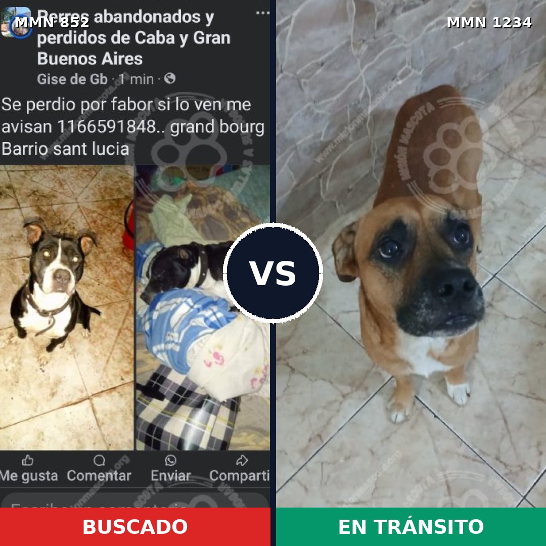 Comparativa MMS 20117: mascota perdida y mascota encontrada, 54% de similitud