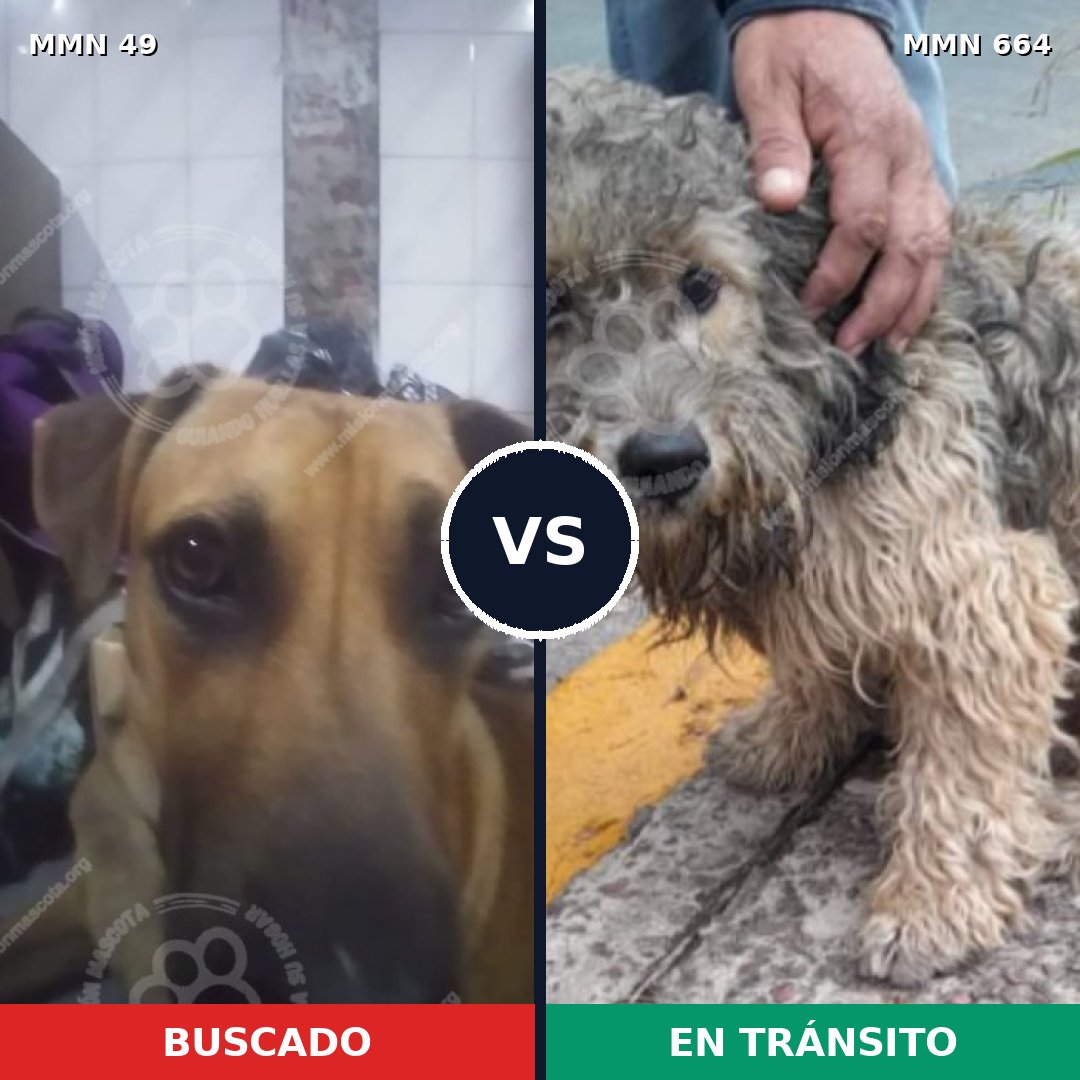 Comparativa MMS 2012: mascota perdida y mascota encontrada, 57% de similitud