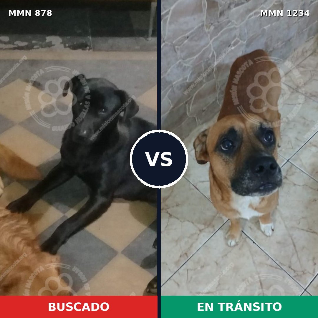 Comparativa MMS 20120: mascota perdida y mascota encontrada, 39% de similitud