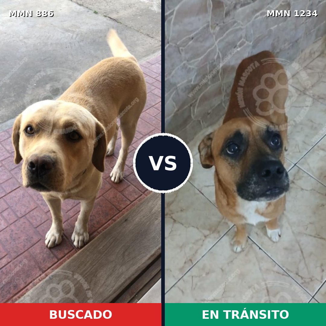 Comparativa MMS 20121: mascota perdida y mascota encontrada, 36% de similitud