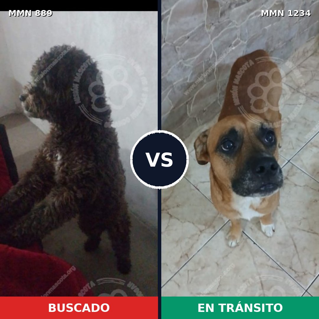 Comparativa MMS 20122: mascota perdida y mascota encontrada, 35% de similitud