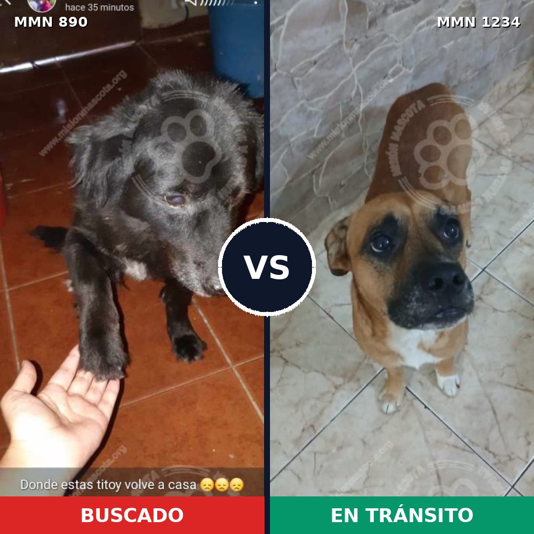 Comparativa MMS 20123: mascota perdida y mascota encontrada, 26% de similitud