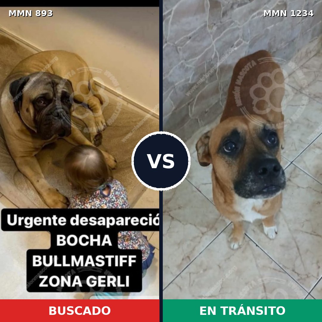 Comparativa MMS 20124: mascota perdida y mascota encontrada, 43% de similitud