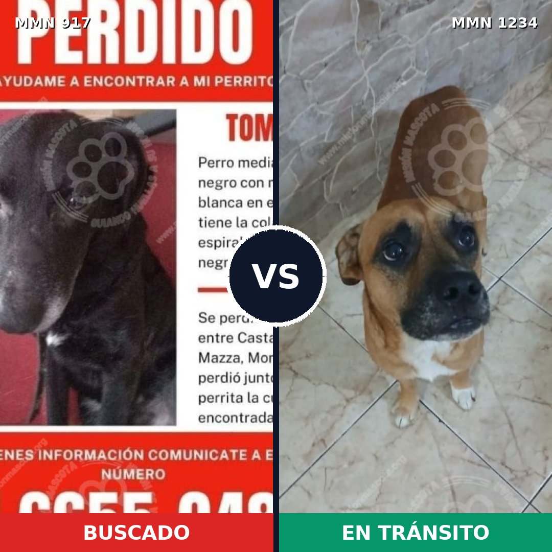 Comparativa MMS 20127: mascota perdida y mascota encontrada, 43% de similitud