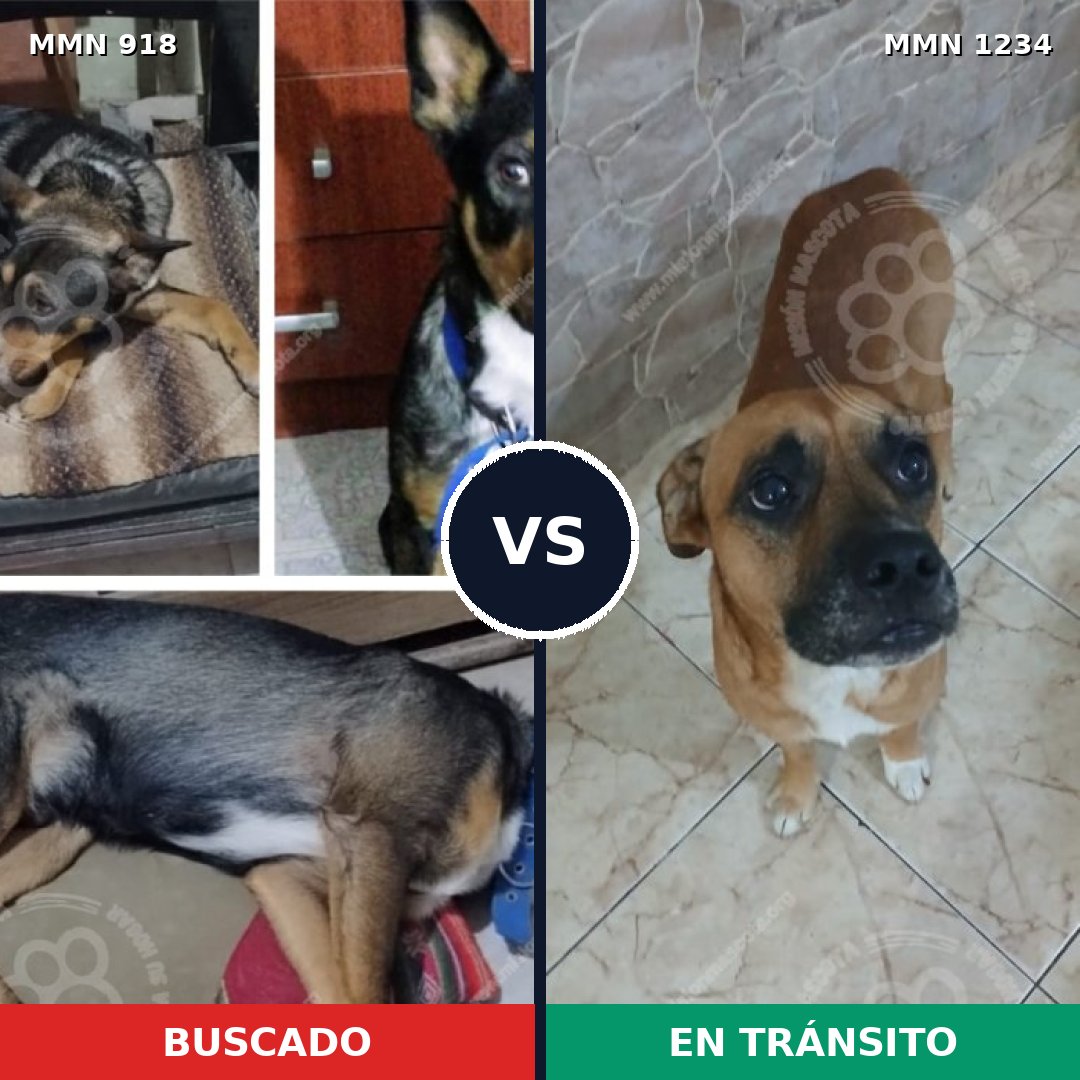 Comparativa MMS 20128: mascota perdida y mascota encontrada, 37% de similitud