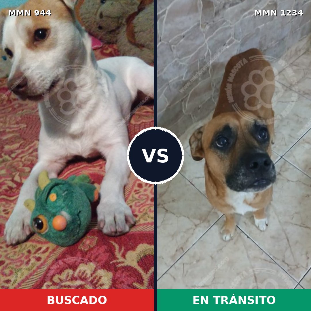 Comparativa MMS 20132: mascota perdida y mascota encontrada, 50% de similitud