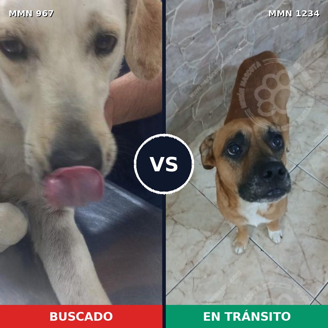 Comparativa MMS 20133: mascota perdida y mascota encontrada, 59% de similitud