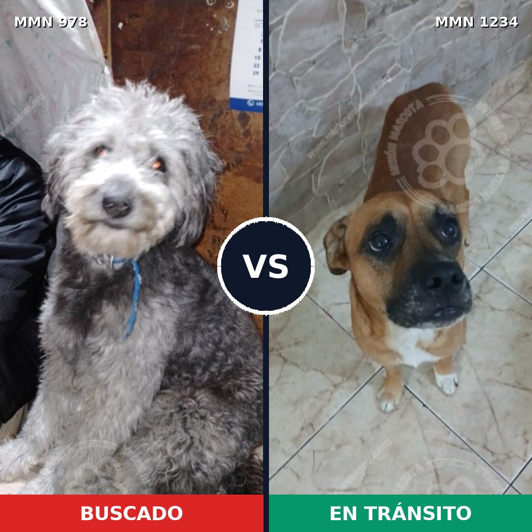 Comparativa MMS 20135: mascota perdida y mascota encontrada, 39% de similitud